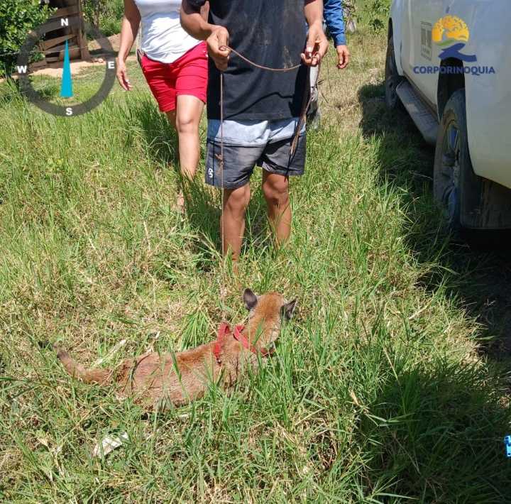 Triste historia para un cachorro de Puma en la jurisdicción de Corporinoquia