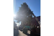The Tradition Behind Bangor's Downtown Holiday Tree Unveiled