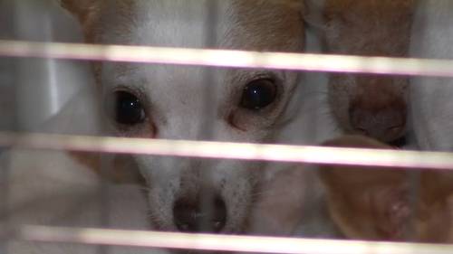 Merced County community comes together to care for over 80 neglected chihuahuas