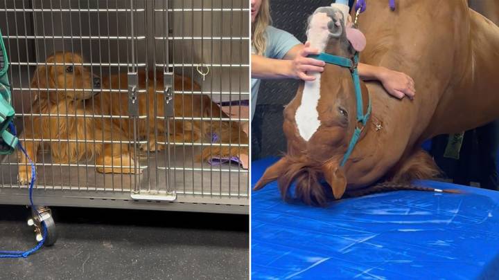 "¿Están viendo lo mismo que yo?": la reacción de un perro ante un paciente poco común