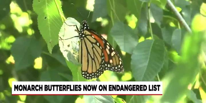 Magic Wings celebrates 25 years