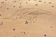 How little plastic does it take to kill marine animals? Scientists have answers