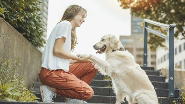 Humanos y golden retriever poseen rasgos genéticos comunes