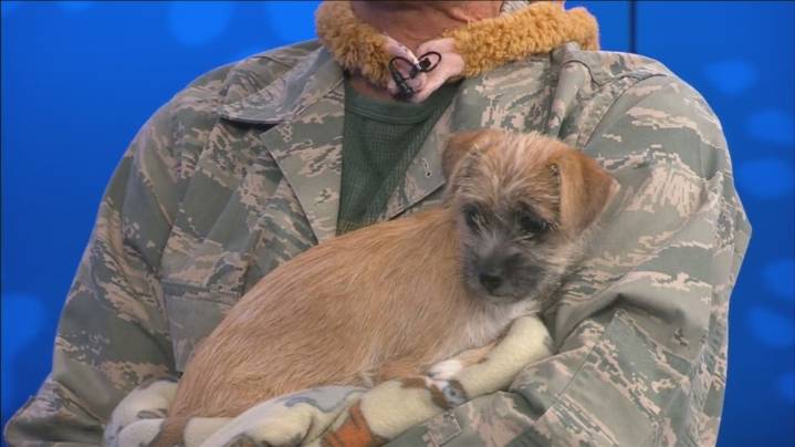 Pet of the Week: Sissy