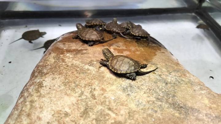 El Acuario denuncia el robo de la tortuga Margarita: "Ha tenido que ser un visitante"