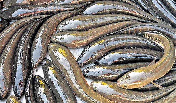 Telangana’s first murrel fish rearing project yet to take off after a year