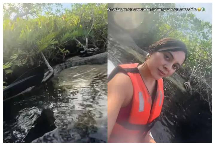 Turistas provocan a cocodrilo en manglar de Tulum; pensaban que estaba disecado