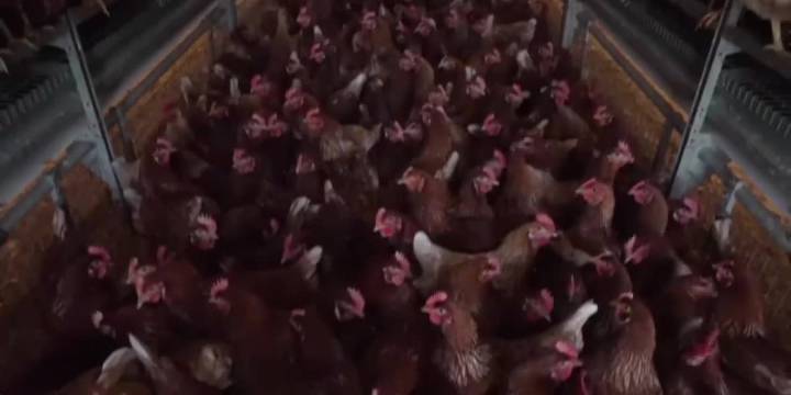 Bird flu detected in Rock County goose