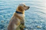 Neuquén habilitará espacios para mascotas en todos los balnearios