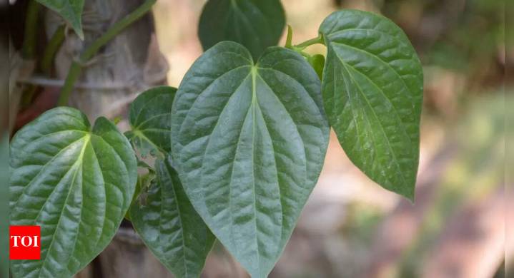 7 health benefits of betel leaves: How they support blood sugar levels, oral health, liver protection, and more
