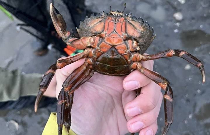 Invasive European green crabs discovered in WA’s Skagit Bay