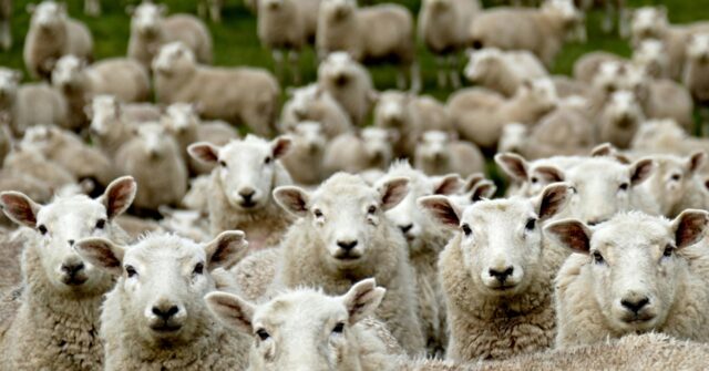 Woke Fashion Designer Uses ‘Gay Sheep’ for Wool in NYC Fashion Debut