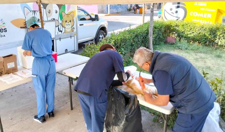 Anuncian Nuevas Fechas de Esterilizaciones Gratuitas en el Quirófano Veterinario Móvil