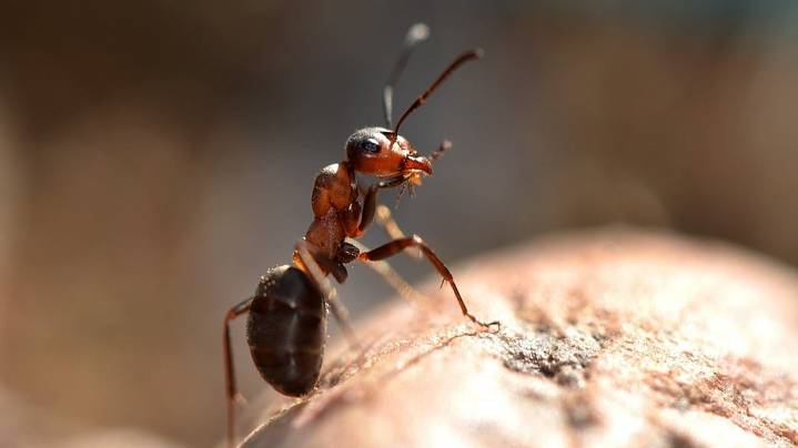 Telangana Woman Dies By Suicide Due To Fear Of Ants