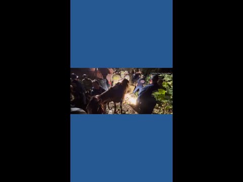 Two horses killed when trailer overturns, rolls down an embankment