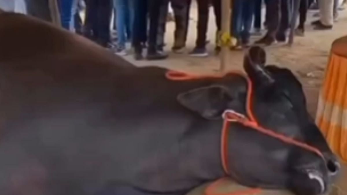 'They Injected Multiple Drugs To Make It Look Fat': Buffalo Worth ₹21 Crore Dies At Rajasthan's Pushkar Animal Fair