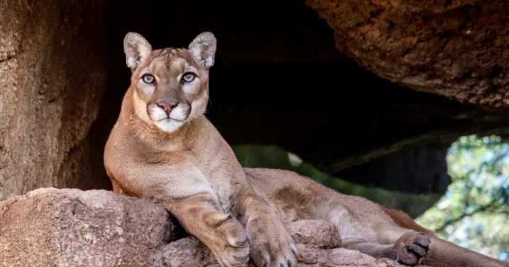 Tucson remembers Desert Museum icon Cruz, the beloved 13