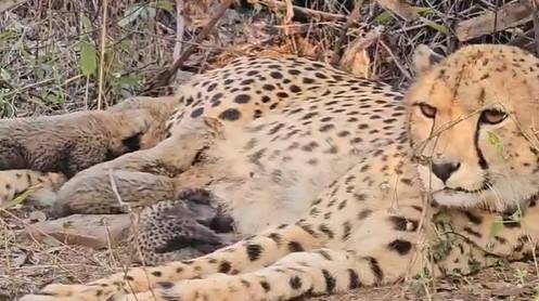 Mukhi welcomes 5 cheetah cubs in Kuno; MP CM calls ‘unprecedented breakthrough’