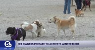 Winter weather pet safety: important tips for extreme cold and snow
