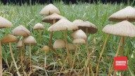 Hongos para sanar: el poder de la psilocibina