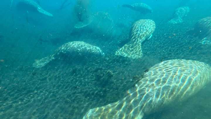Gentle manatees face threat from surprising source