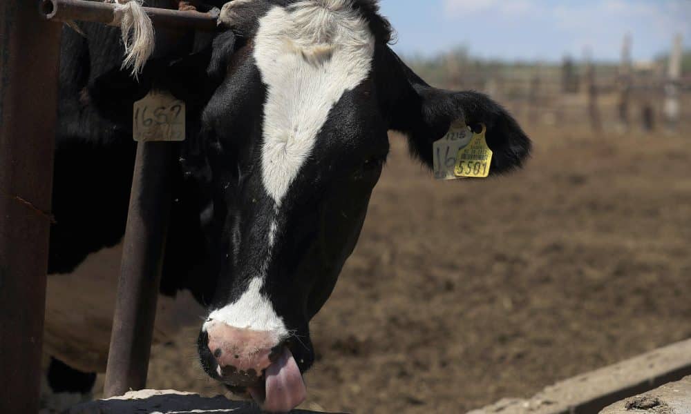 México evita dispersión de gusano barrenador con inversión de 114 millones de dólares