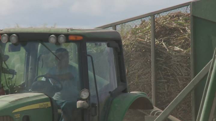 Sweet success: Lafourche cane farmers see strong harvest