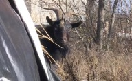 VIDEO: Man jumps onto car roof after goat gets loose in Detroit neighborhood
