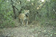 En Chaco. Parques Nacionales ofrece una millonaria recompensa por datos de una yaguareté que desapareció tras ser liberada