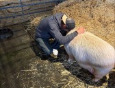 After months in a car, Roscoe the pig begins new life at Oregon farm sanctuary