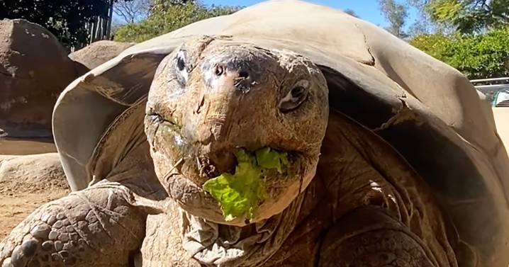 Gramma the Galápagos tortoise, oldest resident of San Diego Zoo, dies at about 141