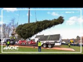 Rockefeller Christmas tree cut down, begins trek to New York City