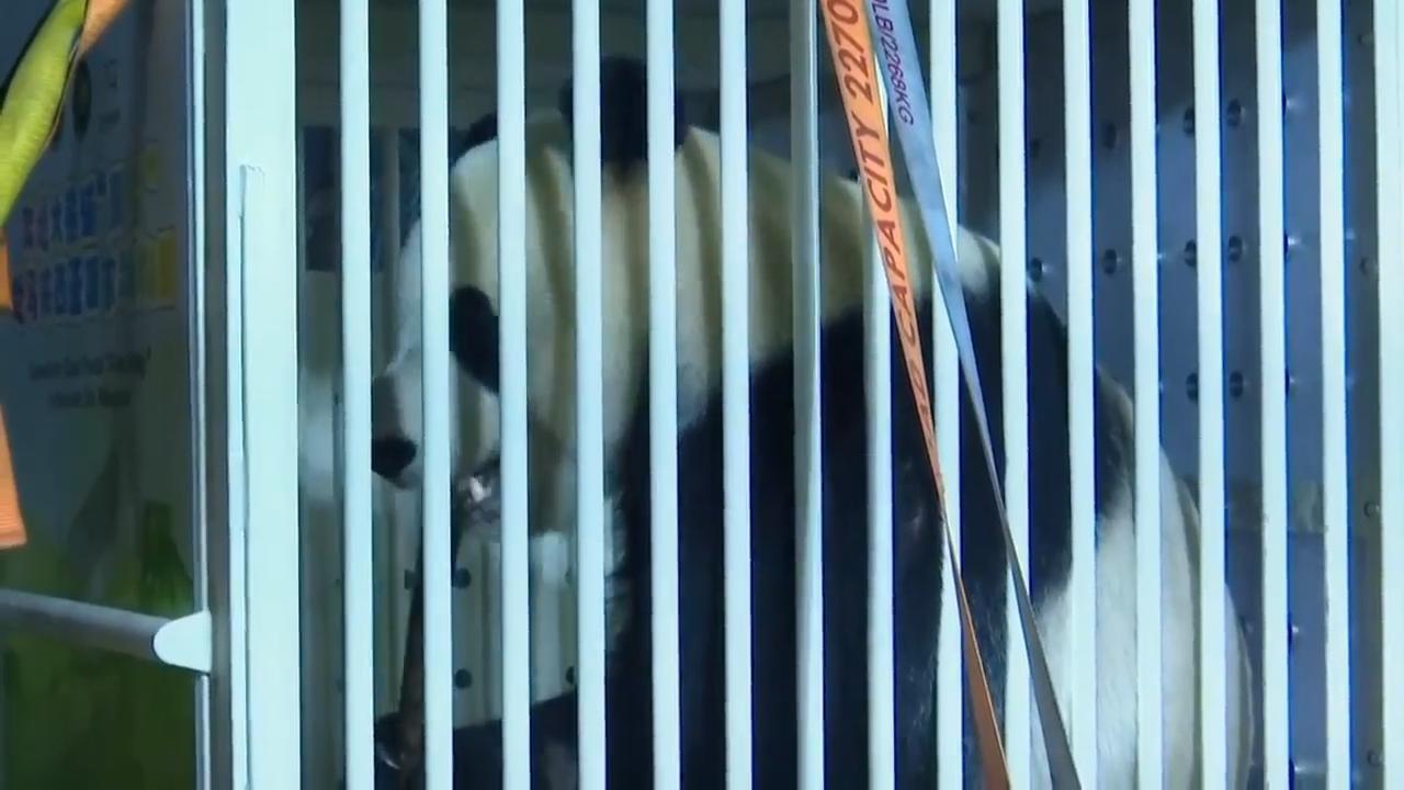 Two giant pandas arrive in Malaysia