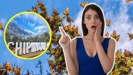 Festival de la Mariposa Monarca 2025: cuándo y dónde vivir este espectáculo en Monterrey