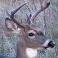 Around the State Update for ND Deer Opener