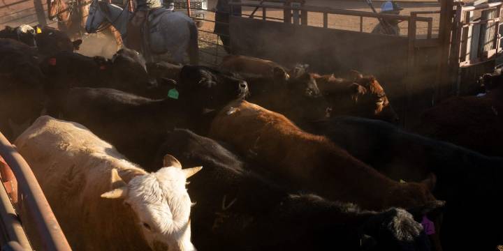 If you think beef is expensive now, just wait until next year when prices could soar nearly 60%
