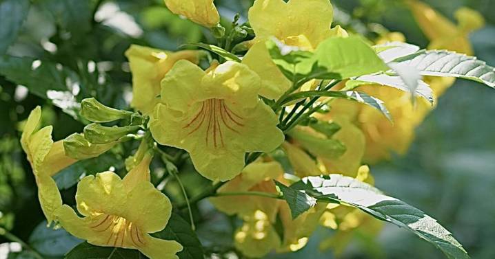 On Gardening: Chicklet Gold Esperanza brings beauty and pollinators