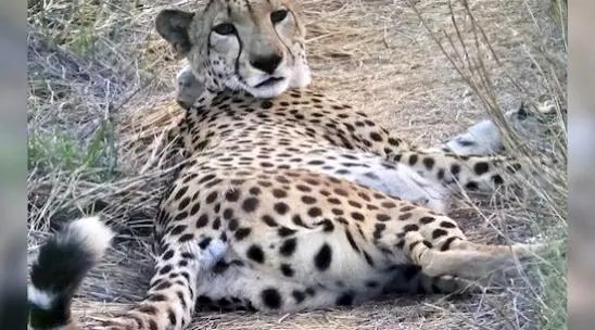 Eight More Cheetahs To Reach India From South Africa Soon, Experts Visit Habitats In MP