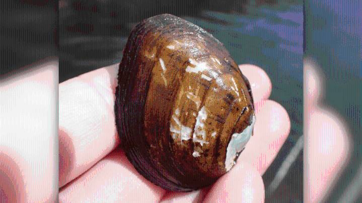 Endangered species of mussel found in Morgan County