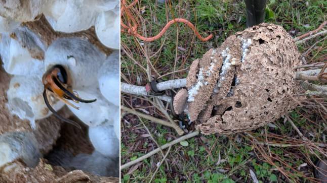 Fears of threat from Asian hornets after empty ‘rugby ball size’ nest found in Dorset
