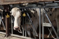 Trump official blames high beef prices on immigrant cows. Cue the social media firestorm