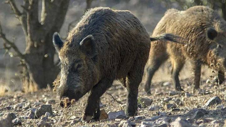 Experto en sanidad animal: "Se está prepardos para actuar ante la peste porcina"
