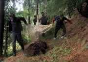 South Kashmir: Brown Bear Captured by Wildlife Authorities