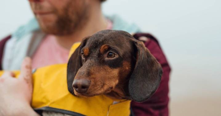 Vet answers whether dogs really need winter coats