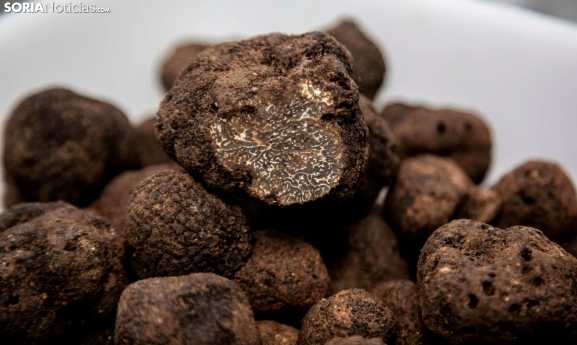 Las Cortes aprueban las propuestas de Soria Ya sobre la trufa y la laguna de Conquezuela