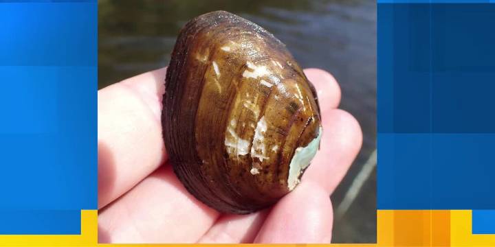 Rare species discovered in East Tennessee