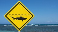 Whale carcass sparks shark alert at White Hills Beach in Mandurah