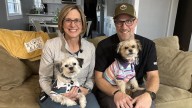 Couple unknowingly reunites mother and son dogs through adoption