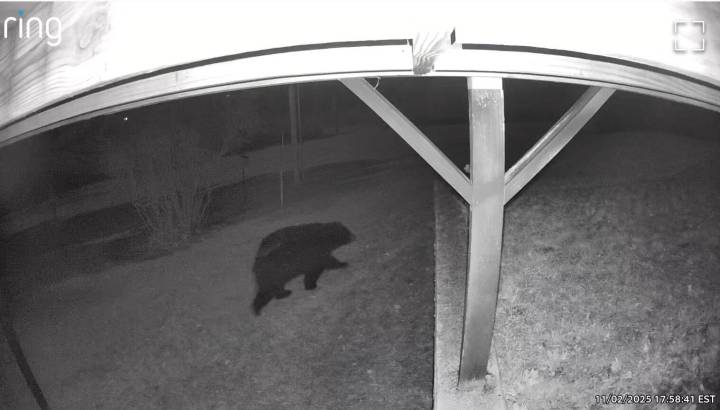 Recording of bear on Whidbey posted online