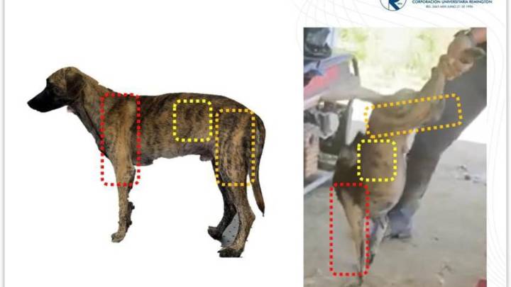 Estas son las lesiones que sufrió el perro tras brutal golpiza en Bolívar, grabada en video